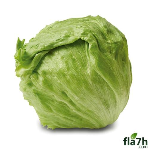 حبة خس مدور مستورد