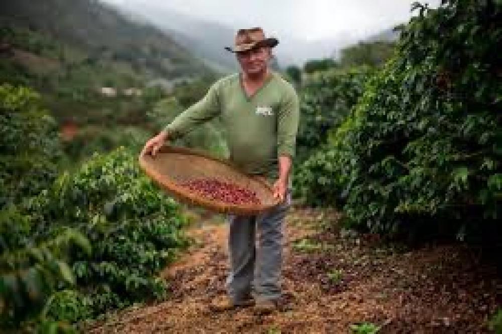 من الحقل إلى الفنجان: القصة المذهلة وراء قهوتك في نورد