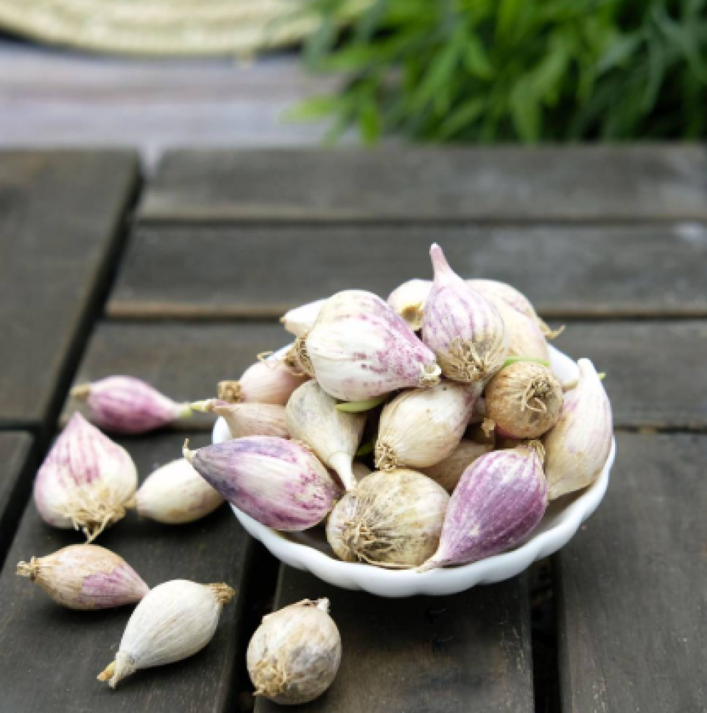 ثوم ذكر للقولون