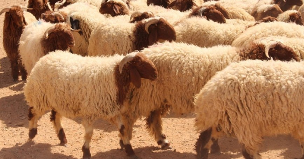 ذبائح بالتقسيط بالدمام: تسوق بسهولة مع تابي وتمارا