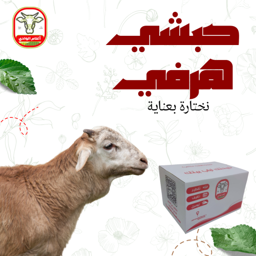 خروف حبشي 9- 10 كيلو