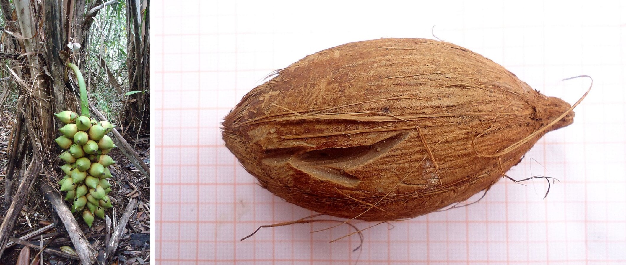 ثمار نخلة الكوك Attalea funifera على النخلة وقشرة ثمرة الكوك البرازيلي