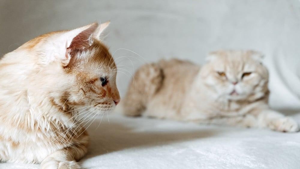 كيفية تعامل مع القطط العدوانية ؟