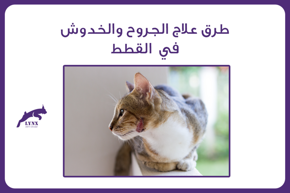 طرق علاج الجروح والخدوش في  القطط - متجر لينكس
