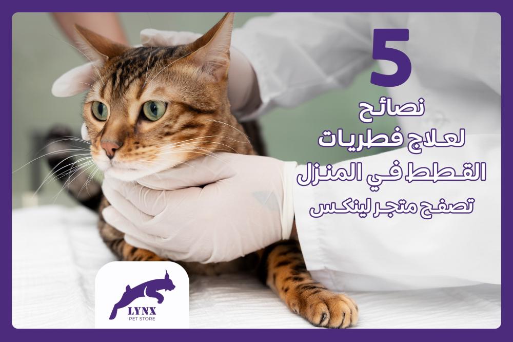 5 نصائح فعالة لعلاج فطريات القطط في المنزل بسهولة - متجر لينكس