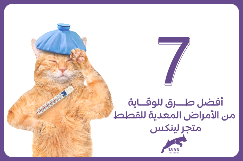 أفضل 7 طرق للوقاية من الأمراض المعدية للقطط - متجر لينكس