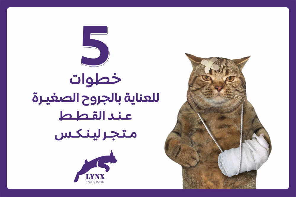 5 خطوات للعناية بالجروح الصغيرة عند القطط - متجر لينكس