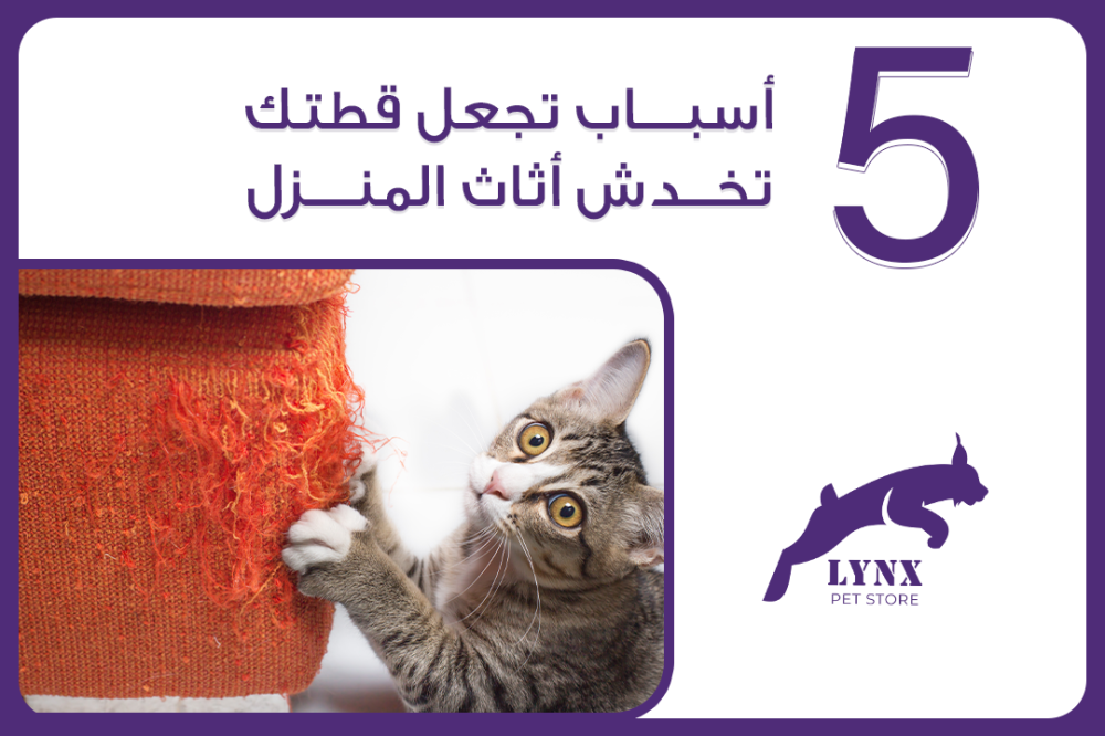 5 أسباب تجعل قطتك تخدش أثاث المنزل - متجر لينكس