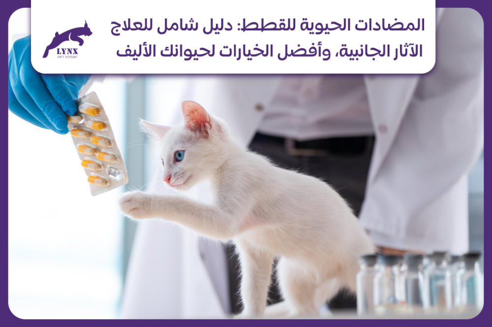 المضادات الحيوية للقطط: دليل شامل للعلاج، الآثار الجانبية، وأفضل الخيارات لحيوانك الأليف