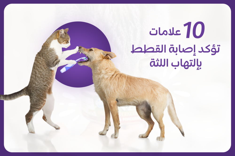 10 علامات تؤكد إصابة القطط بإلتهاب اللثة - متجر لينكس