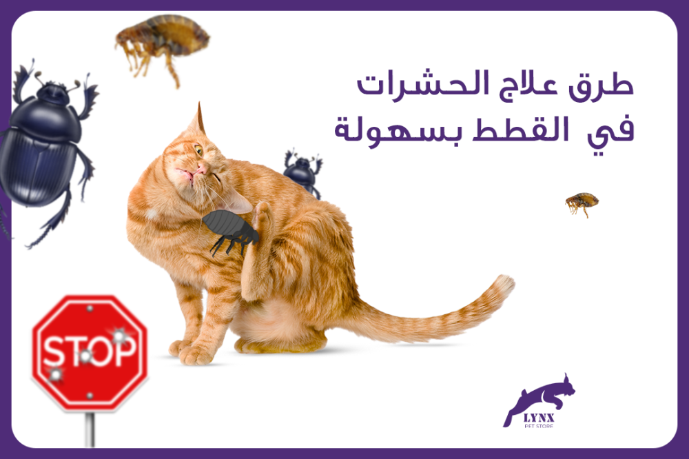 طرق علاج الحشرات والبراغيث في  القطط بسهولة - متجر لينكس