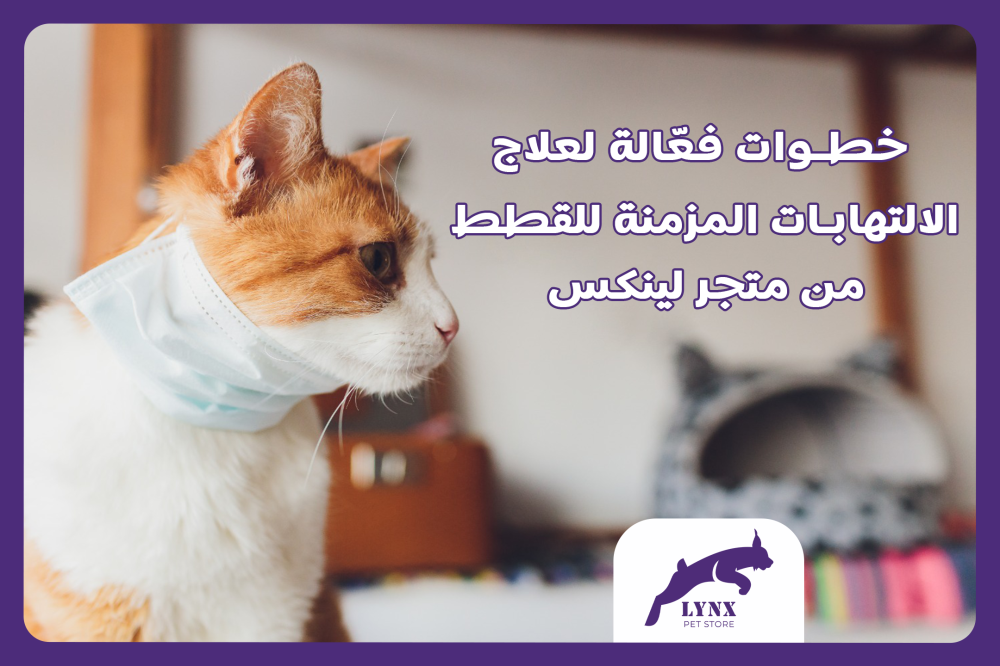 خطوات فعّالة لعلاج الالتهابات المزمنة عند القطط من متجر لينكس