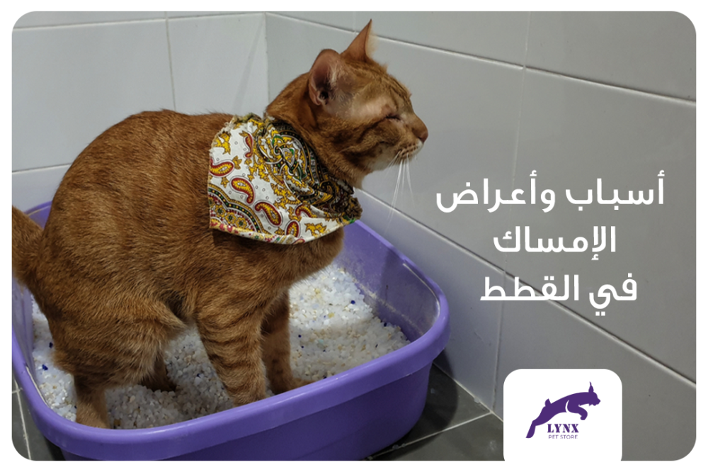 أسباب وأعراض الإمساك في القطط  - متجر لينكس