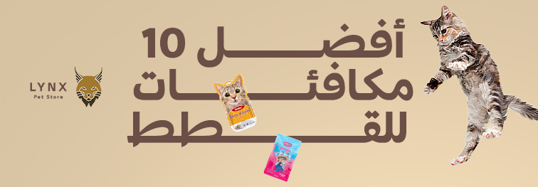 أفضل 10 مكافئات للقطط