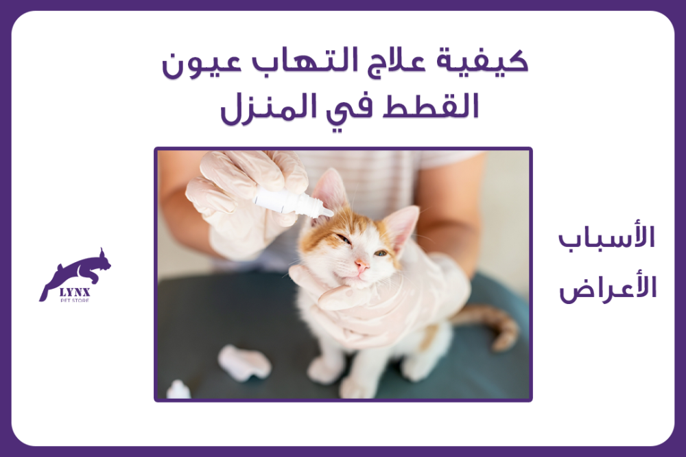 كيفية علاج التهاب عيون القطط في المنزل: الأسباب والأعراض وأفضل الطرق الوقائية