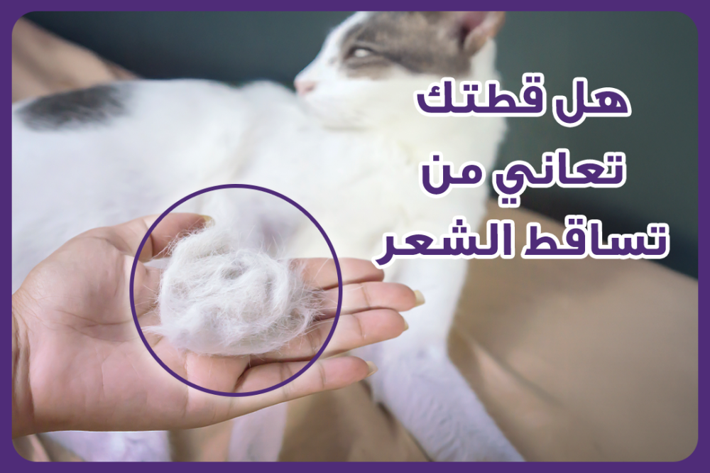 هل يعاني قطك من تساقط الشعر ؟ الأسباب و العلاج  - متجر لينكس