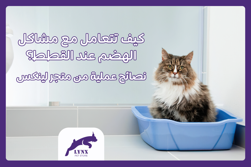 كيف تتعامل مع مشاكل الهضم عند القطط؟ نصائح عملية من متجر لينكس