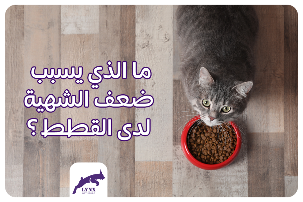 ما الذي يسبب ضعف الشهية لدى القطط ؟  - متجر لينكس