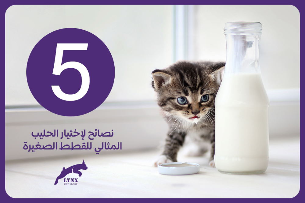 5 نصائح لإختيار الحليب المثالي للقطط الصغيرة - متجر لينكس لمستلزمات الحيوانات الأليفة