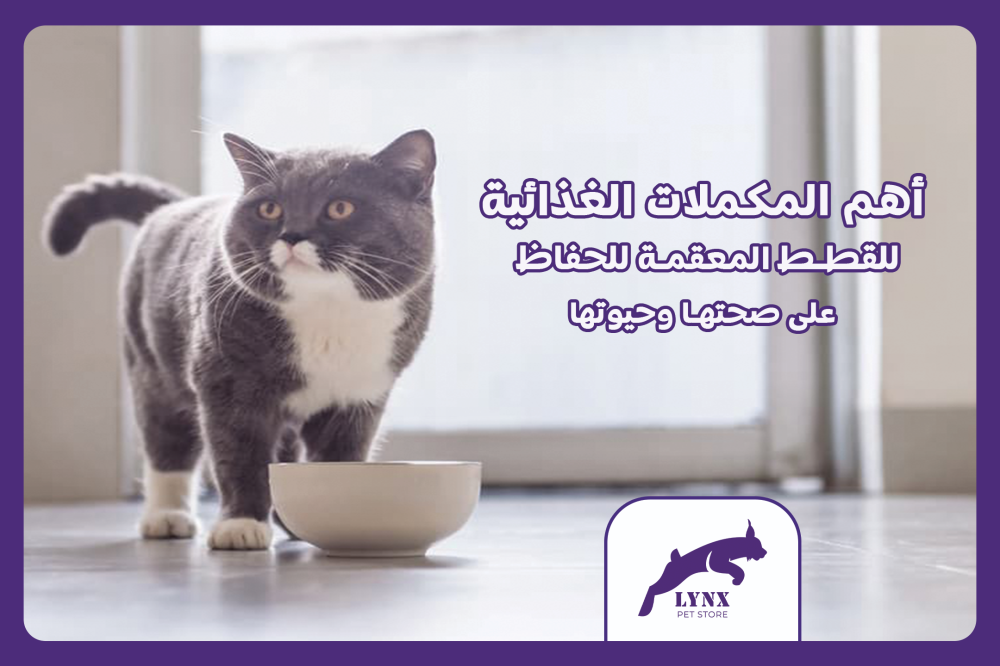أهم المكملات الغذائية للقطط المعقمة للحفاظ على صحتها وحيويتها