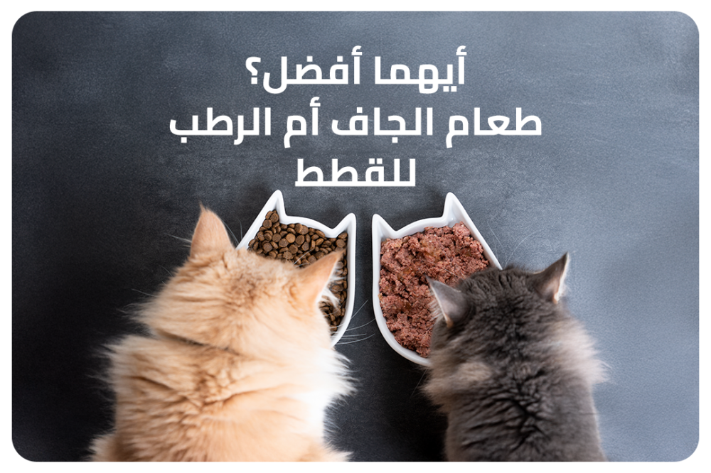 ما هي مميزات الطعام الجاف للقطط مقارنة بالطعام الرطب ؟ - متجر لينكس