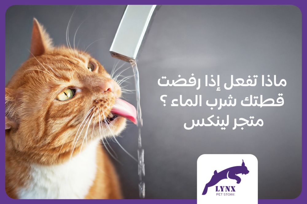 ماذا تفعل إذا رفضت قطتك شرب الماء ؟ - متجر لينكس لمستلزمات الحيوانات الأليفة