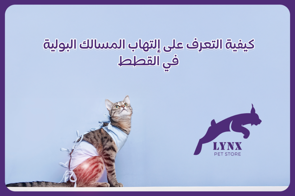 كيفية التعرف على إلتهاب المسالك البولية في القطط - متجر لينكس