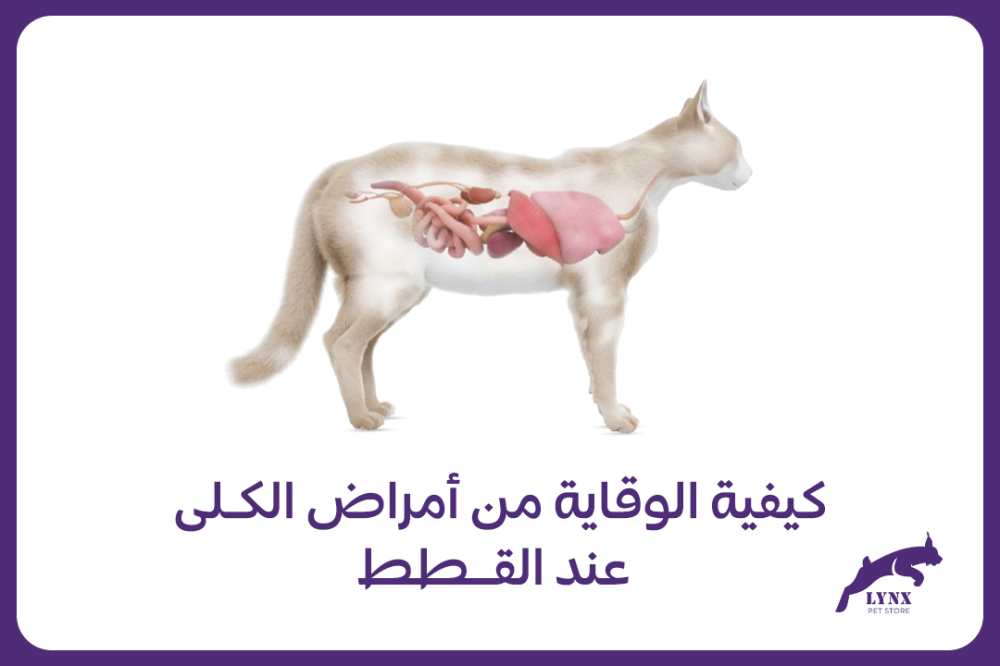 كيفية الوقاية من أمراض الكلى عند القطط - متجر لينكس
