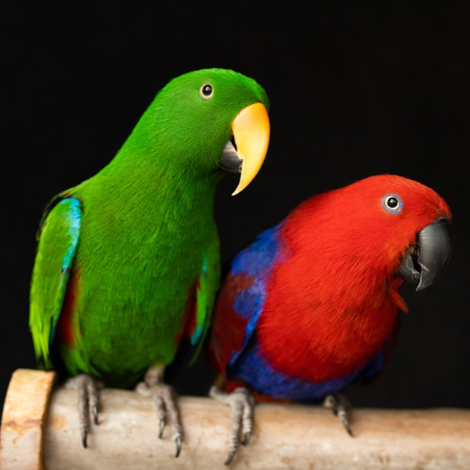 ببغاء الاكليكتوس  Eclectus parrot