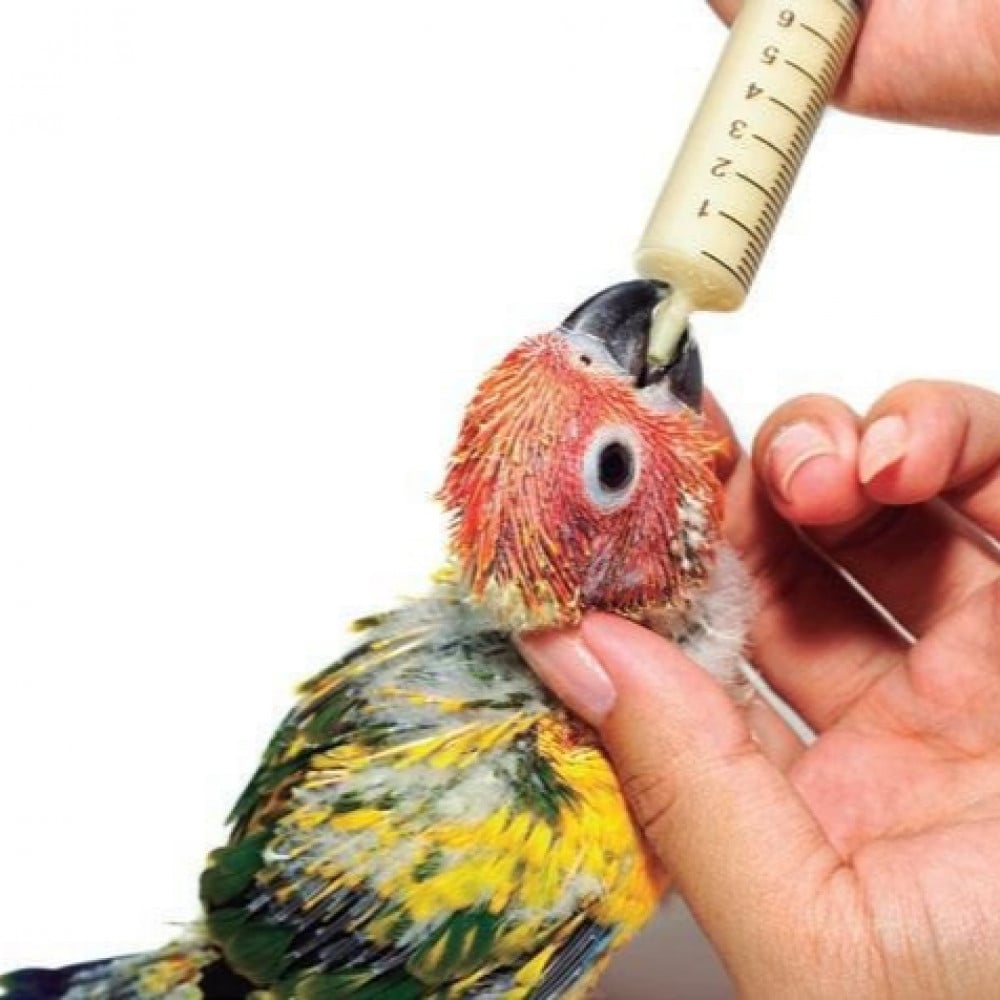 التغذية اليدوية ( الغر)