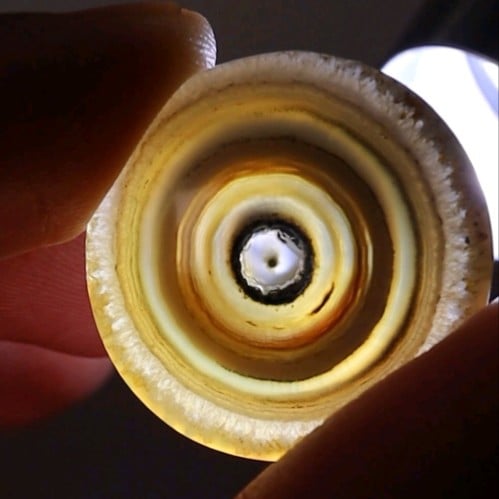 سليماني هندي أطواق من عالم الخيال قطع دائري