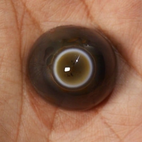 حجر عقيق سليماني هندي طبيعي وأصلي أخضر عين في منتصف الحجر