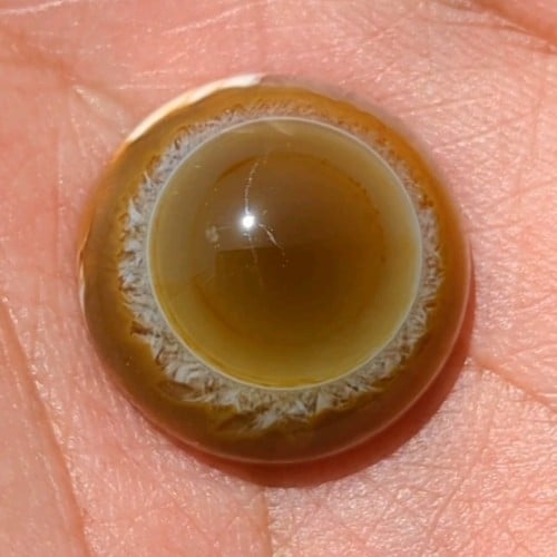 جر سليماني هندي طبيعي أخضر