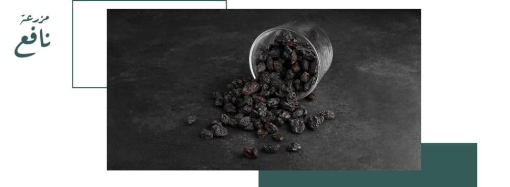 كيف أعرف عجوة المدينة الأصلية؟ نصائح هامة قبل الشراء