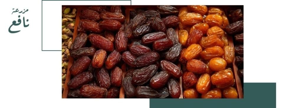 دليل شراء تمور المدينة أونلاين من مزرعة نافع: كيف تختار الجودة بثقة؟