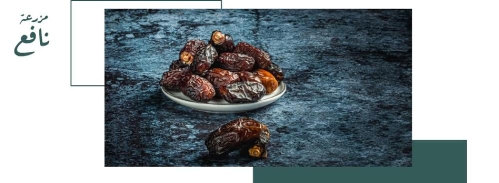 التمر مجدول فاخر غذائي كل ما تحتاج معرفته عن القيمة الغذائية للتمر
