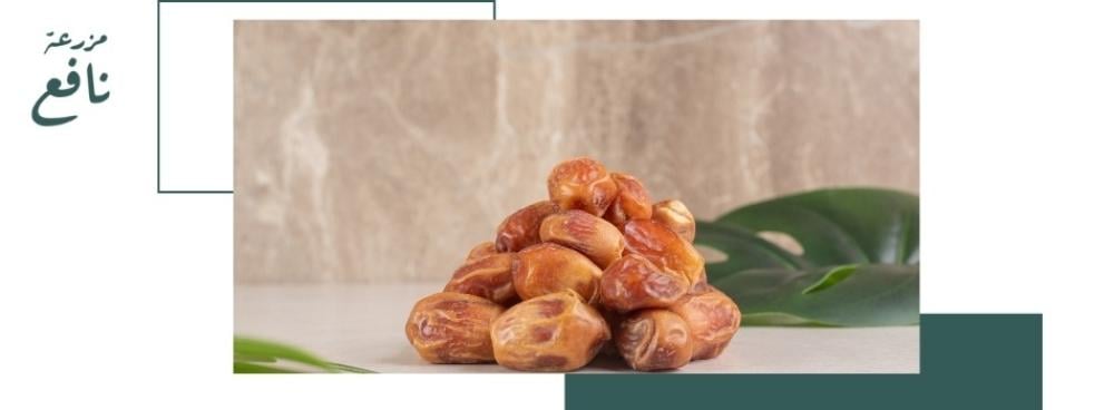 فوائد تمر مجدول المدينة: دليل شامل للصحة والطاقة من مزرعة نافع