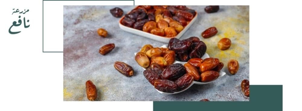 التمر كمصدر غذائي كل ما تحتاج معرفته عن القيمة الغذائية لتمور المدينة المنورة
