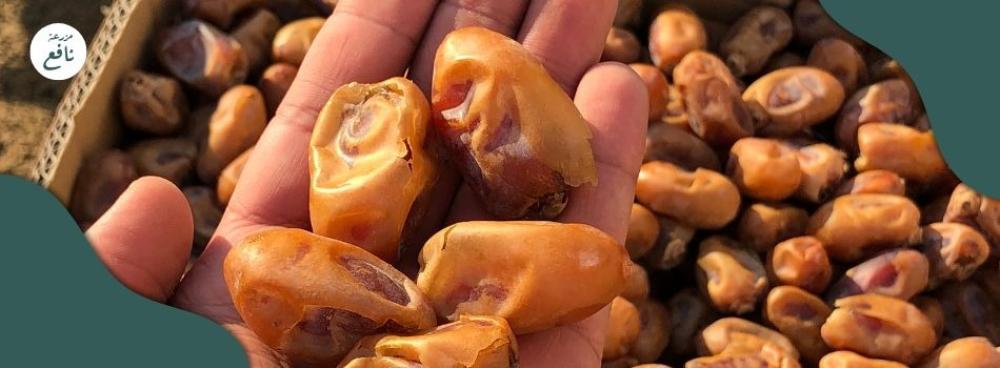 مميزات التمر الصقعي
