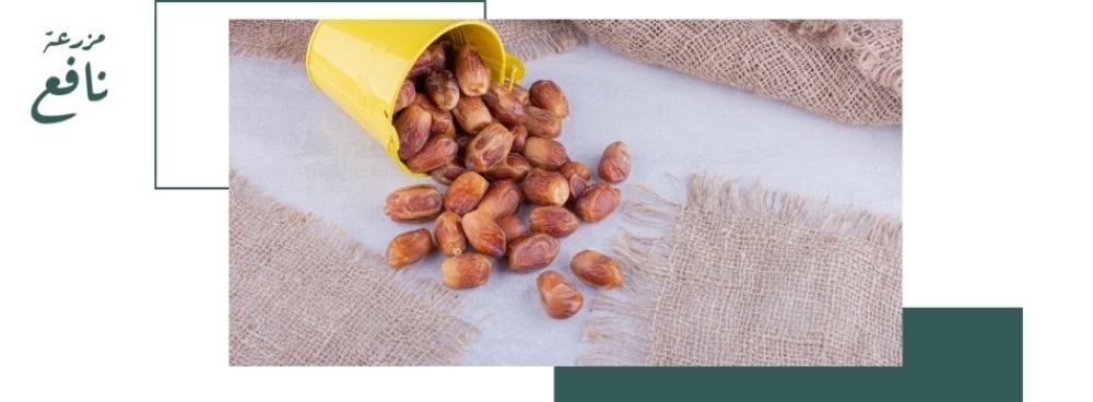 مجدول المدينة المنورة: لذة فاخره وصحية للجسم والطاقة