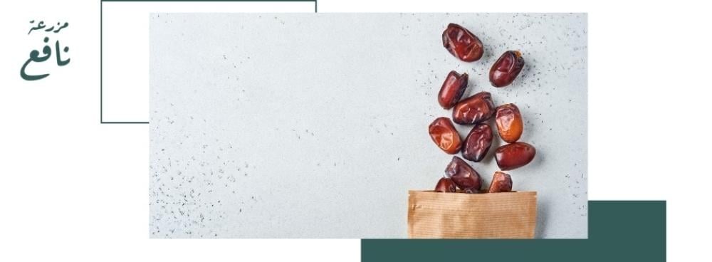 كم نسبة السكر في التمر الصقعي؟ – مزرعة نافع
