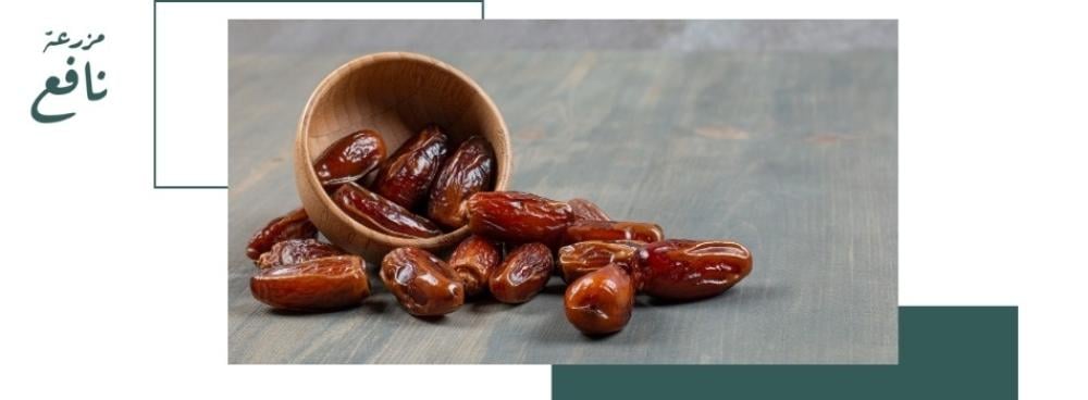 التمر المجدول السعودي: كنز التمور الأصلي من المدينة المنورة