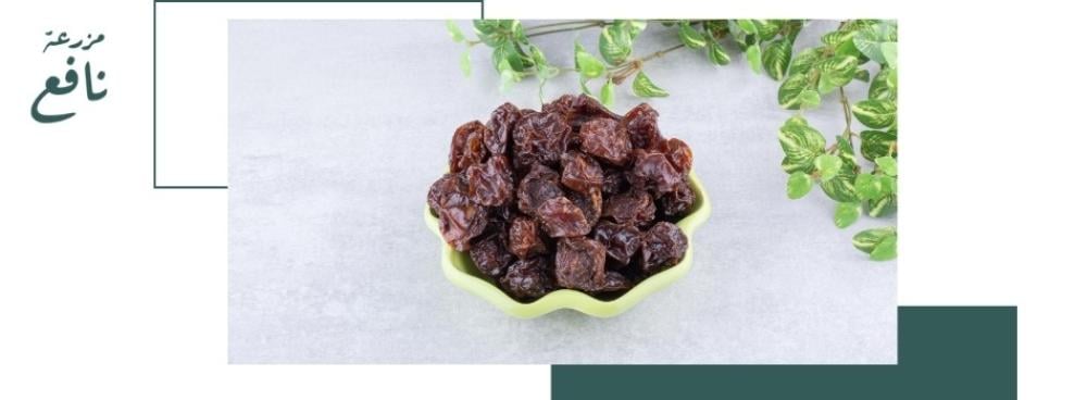 فوائد عجوة المدينة الأصلية ولماذا تعتبر من أفضل أنواع التمور من مزرعة نافع