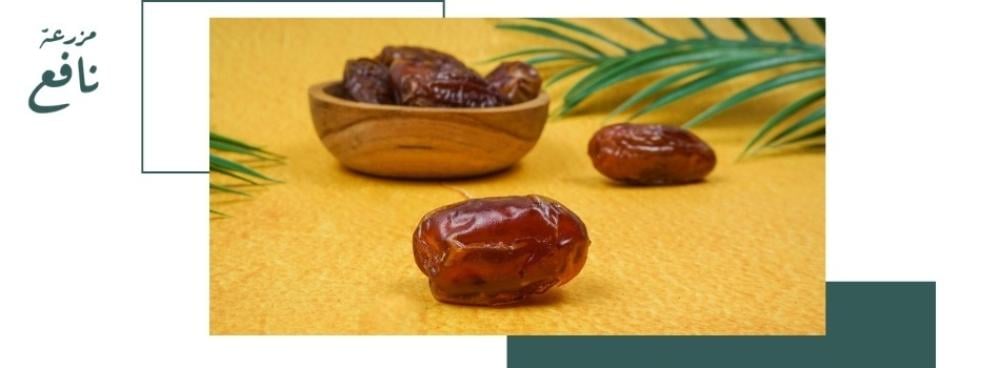 فوائد تمر المجدول​ لماذا يعتبر الخيار المثالي لصحتك؟
