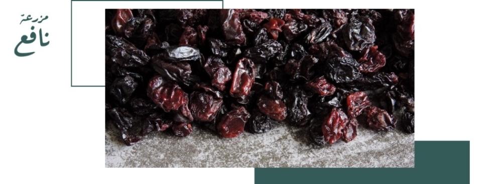 كيف تعرف عجوة المدينة الأصلية اونلاين؟ دليل عملي قبل الشراء من مزرعة نافع