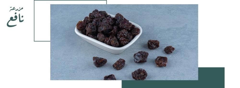 فوائد عجوة المدينة المنورة: غذاء مبارك وصحي للجسم والعقل