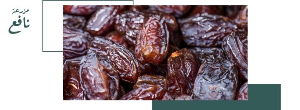 أفضل أنواع تمور المدينة الفاخرة المتوفرة في السعودية