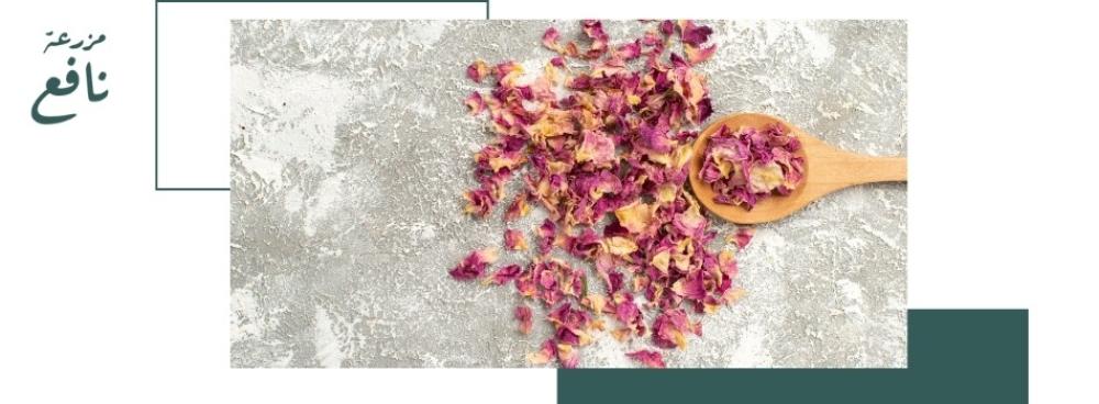 ما هي فوائد ورد مديني مجفف عضوي الصحية والجمالية؟