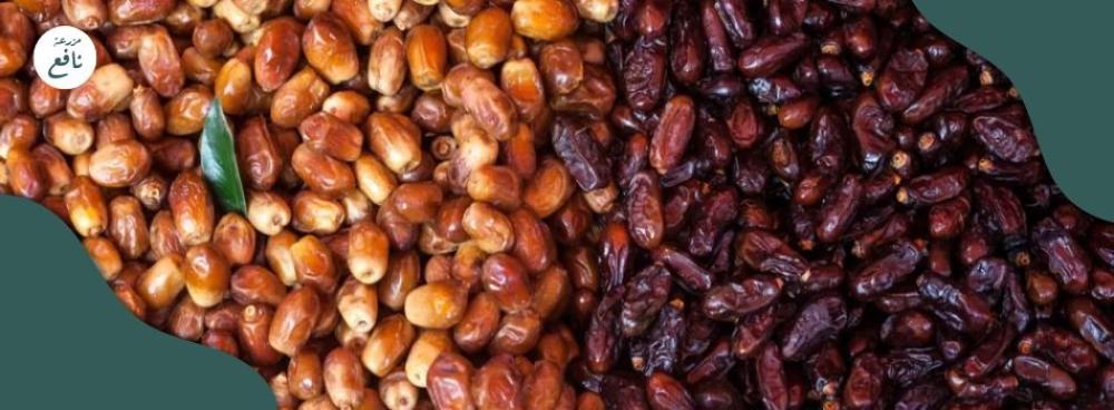 الفرق بين التمر الصقعي والتمر السكري