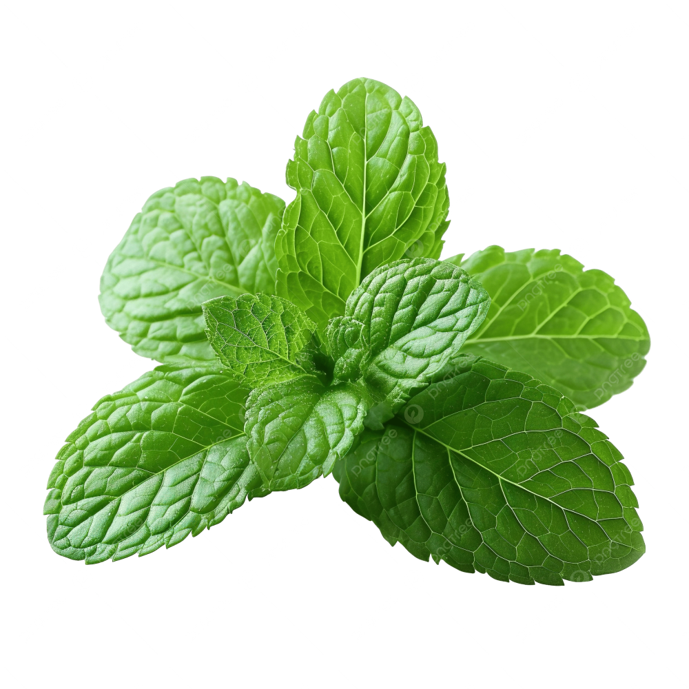 بذور النعناع